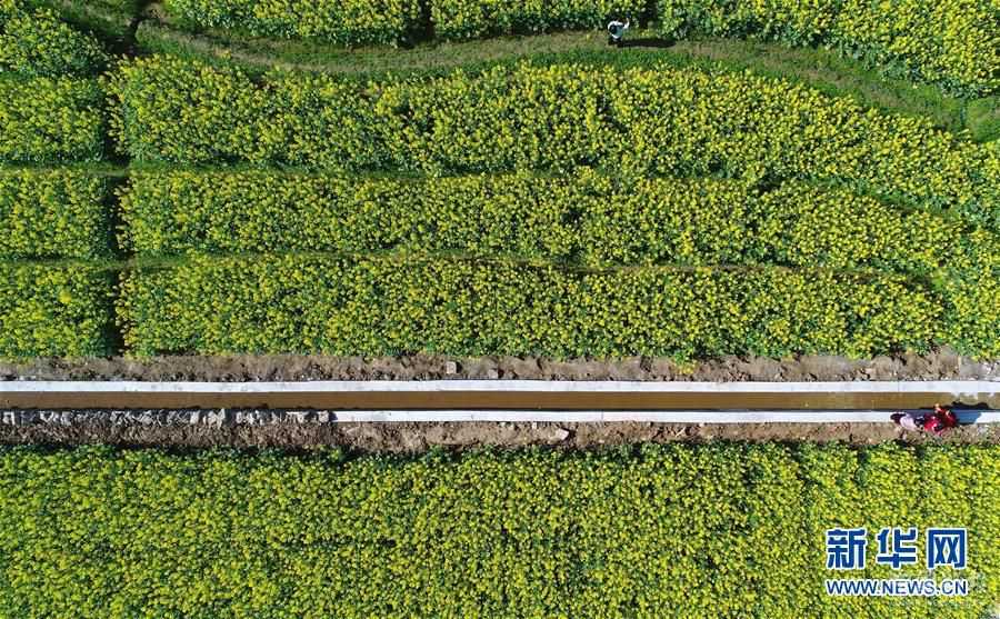 贛西大地 油菜花開(kāi)