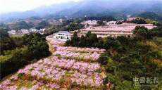 湖南寧鄉(xiāng)：今年黃桃產(chǎn)值將超過(guò)1000萬(wàn)元