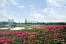 長沙洋湖濕地體育公園：百畝芝櫻花含苞待放