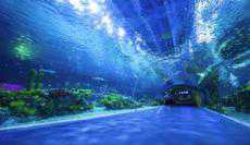 上海景區(qū)門(mén)票“身高兼顧年齡”惠及更多兒童游客