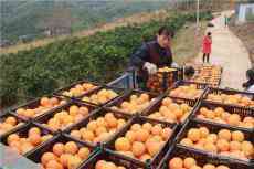 18萬(wàn)噸宜章臍橙，銷(xiāo)去哪了？