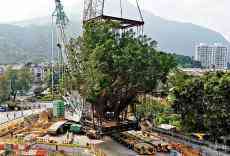 西貢連理樹加快搬家 新技術(shù)成本慳半