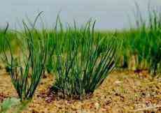 野菜沙蔥——西北農(nóng)村荒漠里的珍饈