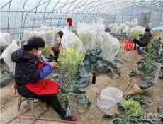 安徽廬江：優(yōu)化服務 助力臺資企業(yè)復工復產(chǎn)