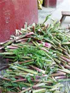 抗擊疫情，湖南沅江共華鎮(zhèn)教師蘆葦蕩中現(xiàn)身手