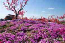 慶陽這里的芝櫻花怒放，快來一場春天的浪漫邂逅吧！