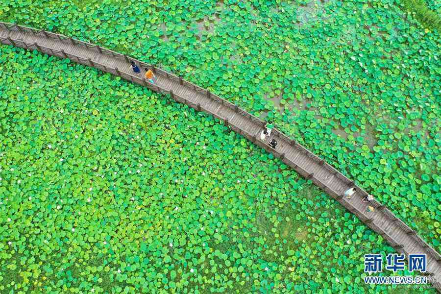 #(社會)(5)賞荷度端午