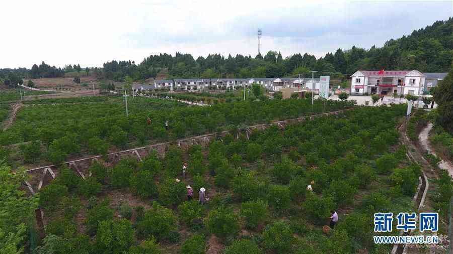 (新華全媒頭條·走向我們的小康生活·圖文互動)(11)奮斗繪就“新天府”——川蜀大地干群“戰(zhàn)貧”軌跡掃描