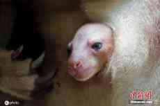 新加坡動(dòng)物園罕見(jiàn)樹(shù)袋鼠寶寶亮相