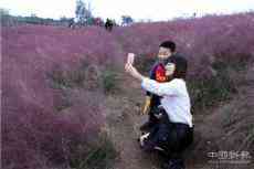 安徽廬江：秋游遇見網(wǎng)紅草