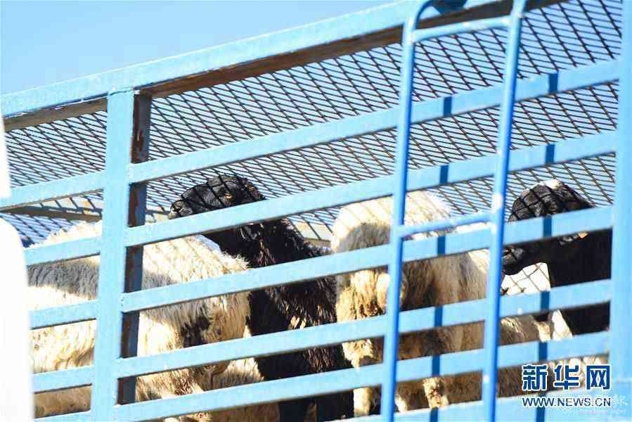 (社會(huì))(12)中國(guó)開(kāi)始接收蒙古國(guó)3萬(wàn)只“捐贈(zèng)羊”