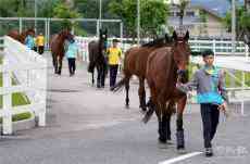 農(nóng)業(yè)農(nóng)村部：積極推進(jìn)大灣區(qū)馬匹運(yùn)動(dòng)產(chǎn)業(yè)發(fā)展