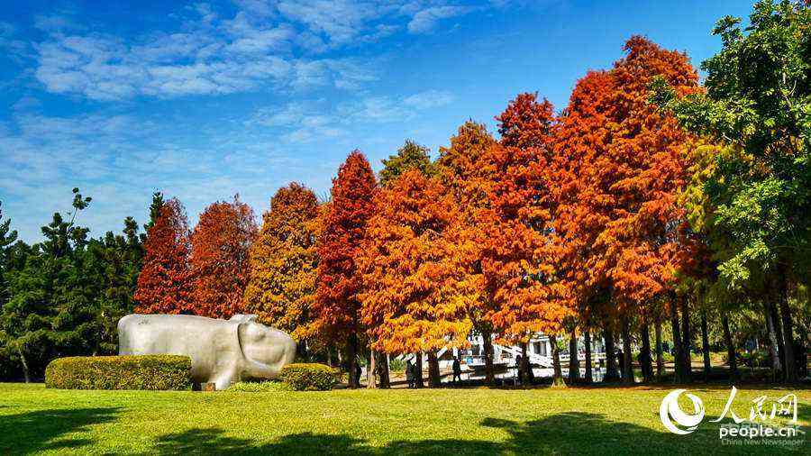 位于廈門市南湖公園的落羽杉。廈門廣電供圖