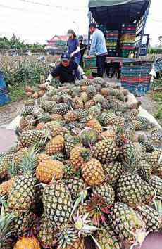 “全民吃菠蘿”鬧笑話 臺農(nóng)怒斥：被民進黨害慘了