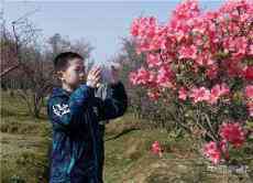 安徽廬江：映山紅花開(kāi)醉游人