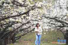 雄安新區(qū)：梨花競(jìng)放滿(mǎn)園春