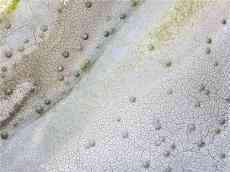 臺(tái)灣高雄第一大湖干枯 網(wǎng)友：20年來(lái)見(jiàn)過(guò)最扯的