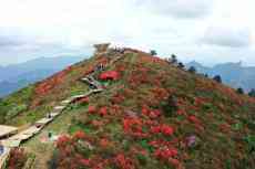 萬畝杜鵑“花?！笔⒎?，浙江衢州六春湖紅色霸屏