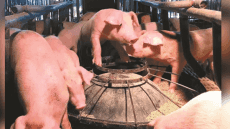 臺(tái)民調(diào)顯示6成民眾拒絕開(kāi)放“萊豬” “公投”恐成案