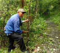  鶴城鄉(xiāng)村民清理倒伏枯木保暢通 