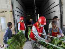 助農烤煙保增收