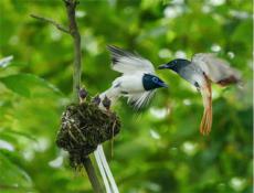 關(guān)愛(ài)野生動(dòng)物，保護(hù)美好家園—隆回楊橋山發(fā)現(xiàn)壽帶鳥(niǎo)