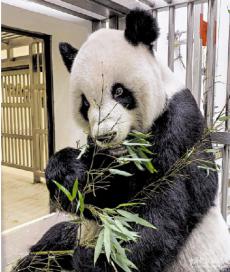 ?贈臺大熊貓“團團”身體狀況好轉(zhuǎn)