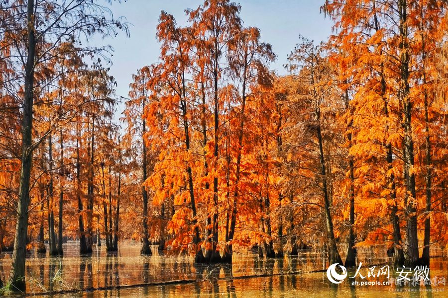 池杉湖國家濕地公園內(nèi)池杉林進入最佳觀賞期。人民網(wǎng)  周坤攝