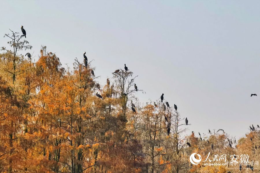 池杉林上棲息著眾多鳥類。人民網(wǎng) 周坤攝