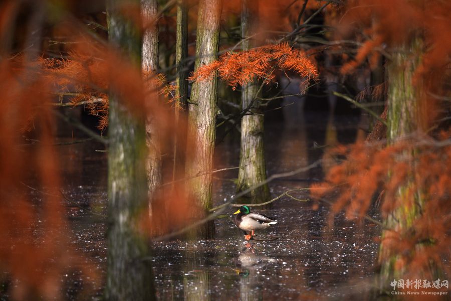 池杉湖國家濕地公園內(nèi)棲息的候鳥。吳宗寶攝