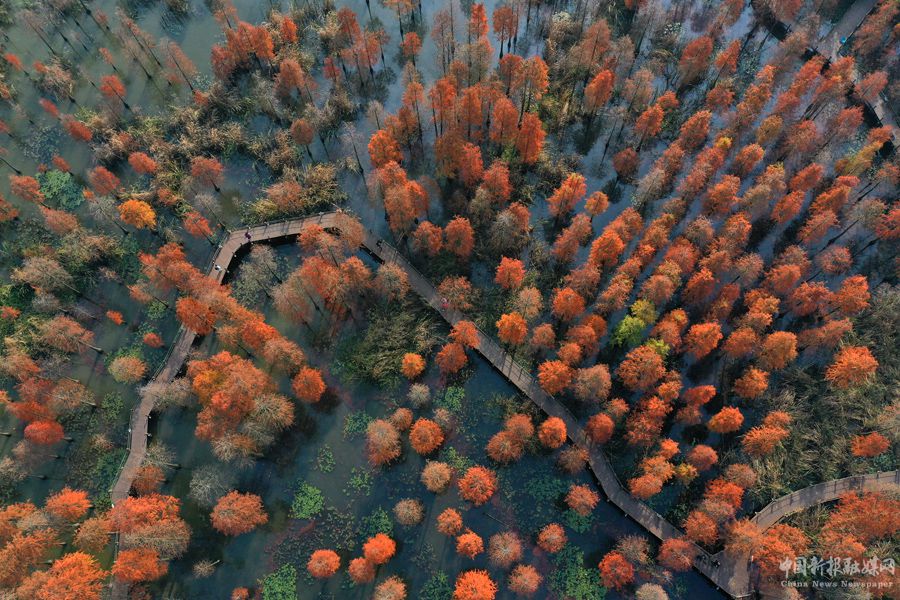 俯瞰池杉湖國家濕地公園。吳宗寶攝