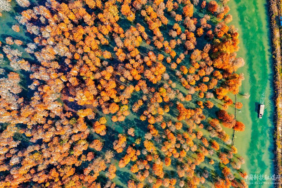 游船徜徉在池杉湖國家濕地公園內(nèi)。崔吉沛攝