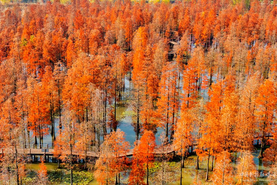 俯瞰池杉湖國家濕地公園內(nèi)的觀光棧道。崔吉沛攝
