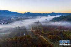 昆明甸尾村水杉林 藏在冬日里的小溫柔