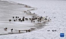 春來(lái)水暖鳥(niǎo)先知