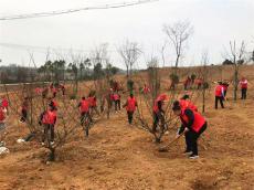 安徽廬江縣郭河鎮(zhèn)：開展春季義務植樹活動