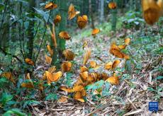 中國·紅河蝴蝶谷迎來蝴蝶大爆發(fā)