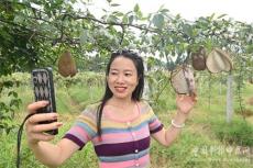 湖南隆回金石橋鎮(zhèn)：“八月炸”結岀“致富果”