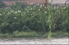 藍(lán)天上飛來一群“客人”  新寧護(hù)鳥營為“賓客”護(hù)航