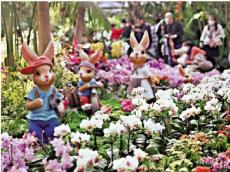 臺(tái)設(shè)計(jì)師變身花農(nóng) 赴滇建“蘭花王國”