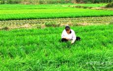 安徽廬江：韭菜飄香 助農(nóng)增收