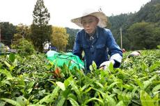 金秋采秋茶?茶農(nóng)增效益