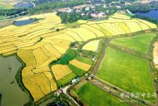 安徽廬江：稻黃秋豐山村美