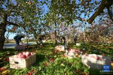 陜西洛川蘋果豐收上市