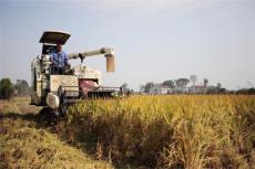 農(nóng)民豐收｜珠暉區(qū)：田野織新景 晚稻收割忙