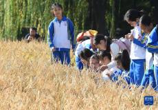 圓明園里稻香飄