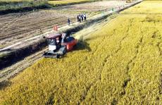 安徽廬江：科學(xué)制種保糧食安全