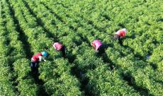 安徽廬江：美人椒 催增收