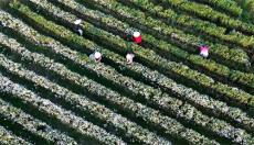 黃山貢菊 花開如雪