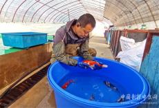 安徽廬江：錦鯉亮了山水